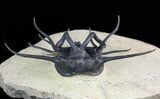 Dicranurus Trilobite - Fully Free-Standing Spines! #46446-2